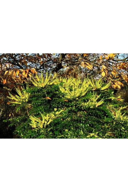 Магонія середня Charity у період цвітіння.